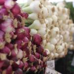 Renton Farmers Market opens for the season | GALLERY