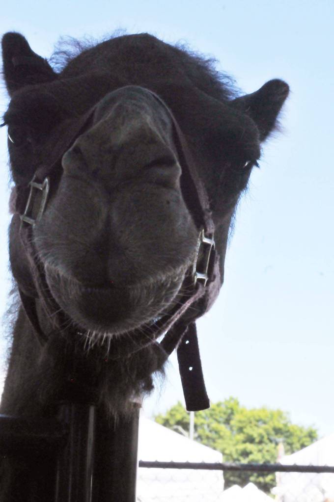 Renton River Days 2017 | GALLERY