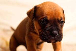 NY Dog Film Festival comes to Renton