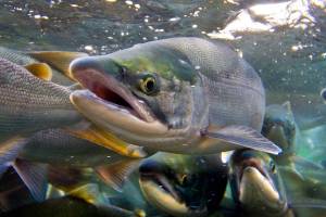 ‘Salmon SEEson’ returns: Spot fish coming home to King County rivers and streams