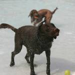 Dog paddle with dogs | GALLERY