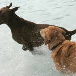 Dog paddle with dogs | GALLERY