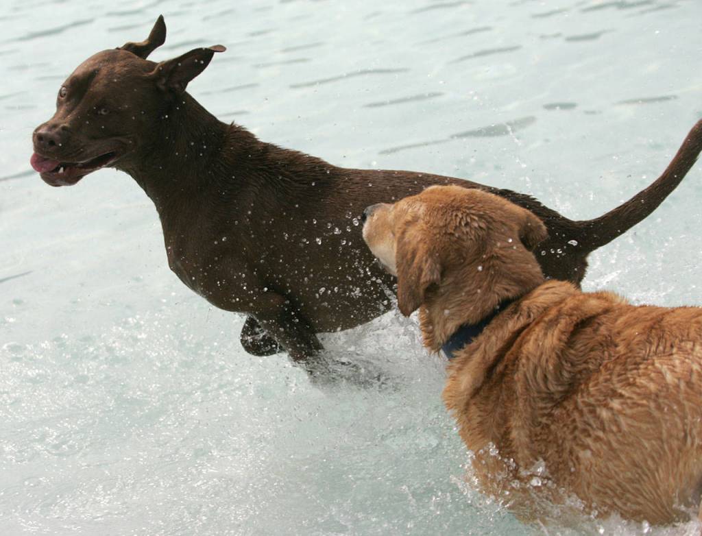 Dog paddle with dogs | GALLERY