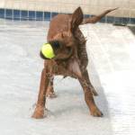 Dog paddle with dogs | GALLERY