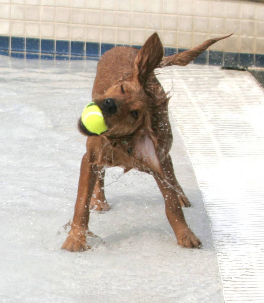 Dog paddle with dogs | GALLERY