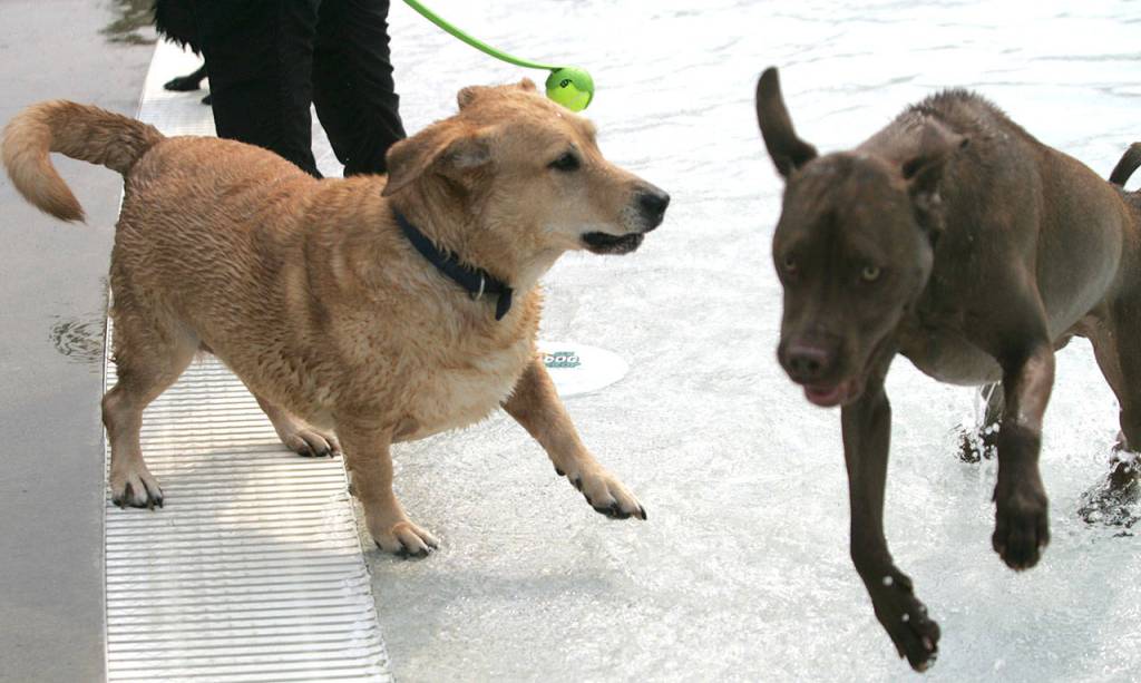 Dog paddle with dogs | GALLERY
