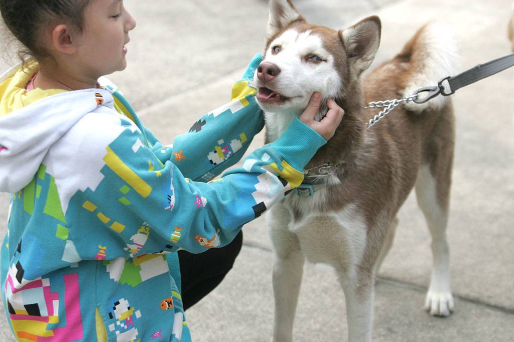 Dog paddle with dogs | GALLERY