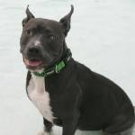 Dog paddle with dogs | GALLERY