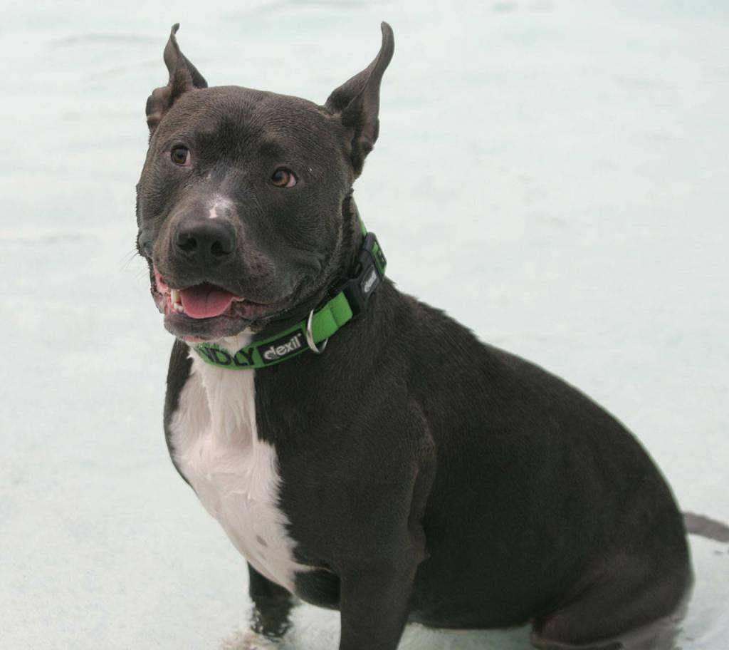 Dog paddle with dogs | GALLERY