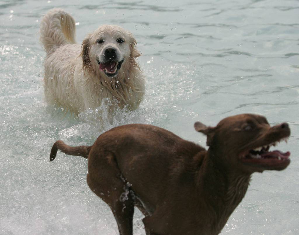 Dog paddle with dogs | GALLERY