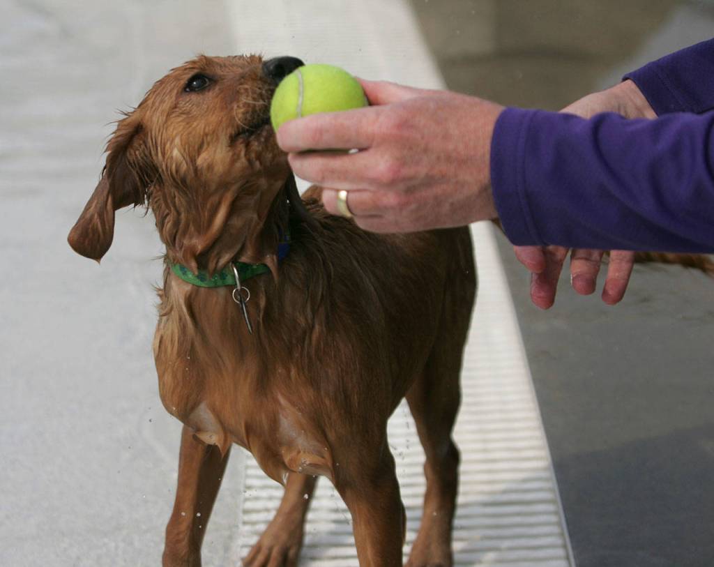 Dog paddle with dogs | GALLERY