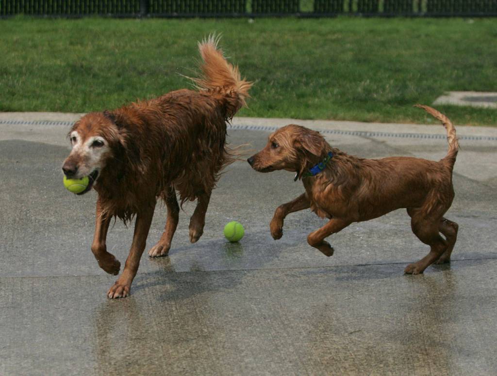 Dog paddle with dogs | GALLERY