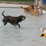 Dog paddle with dogs | GALLERY