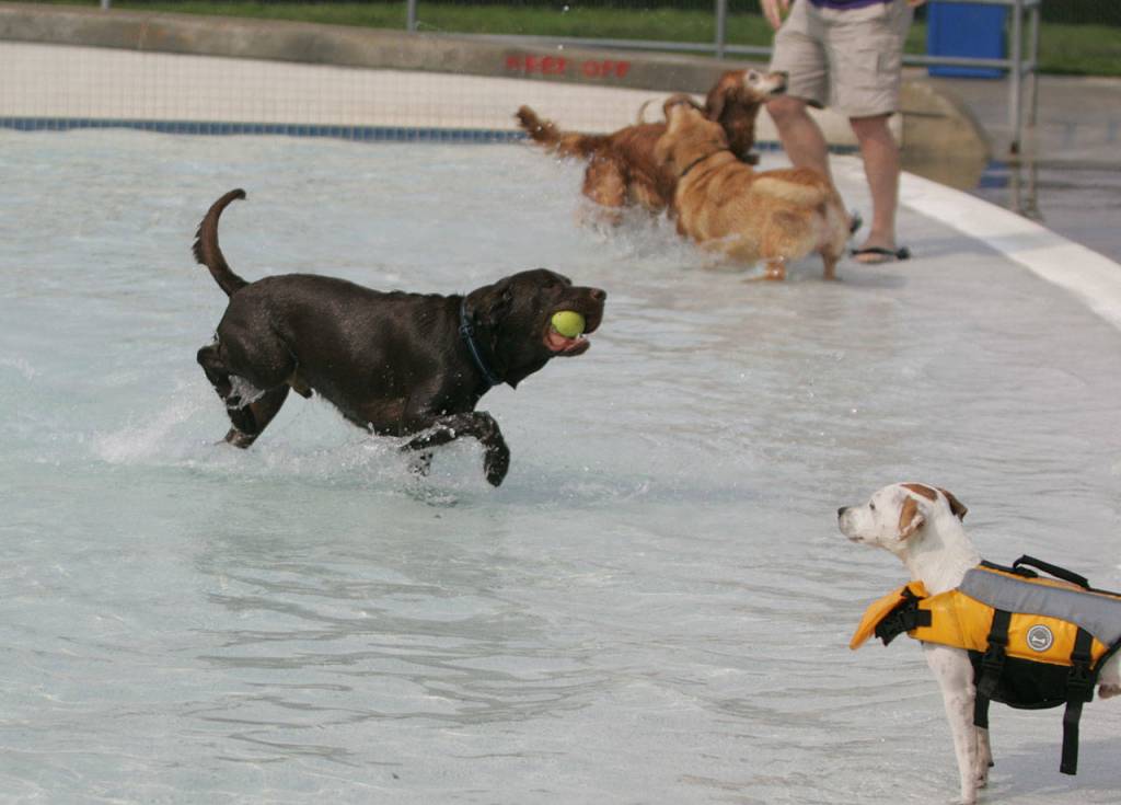 Dog paddle with dogs | GALLERY
