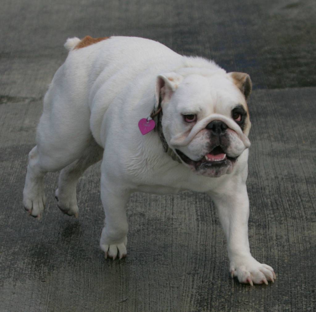 Dog paddle with dogs | GALLERY