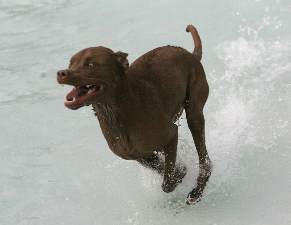 Dog paddle with dogs | GALLERY