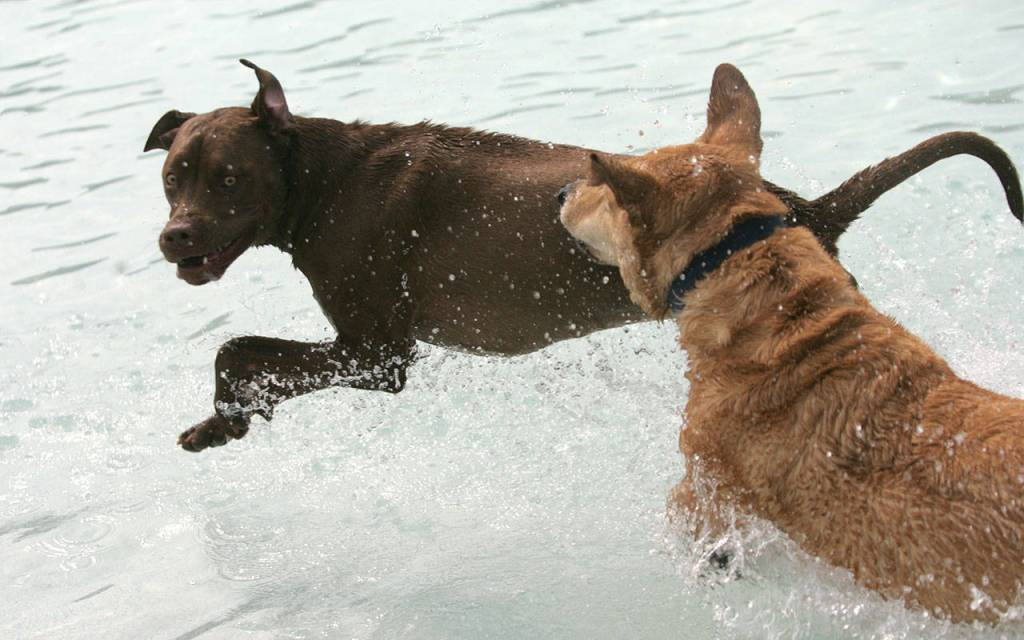 Dog paddle with dogs | GALLERY