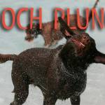 Dog paddle with dogs | GALLERY