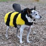 Bark in the Park | GALLERY