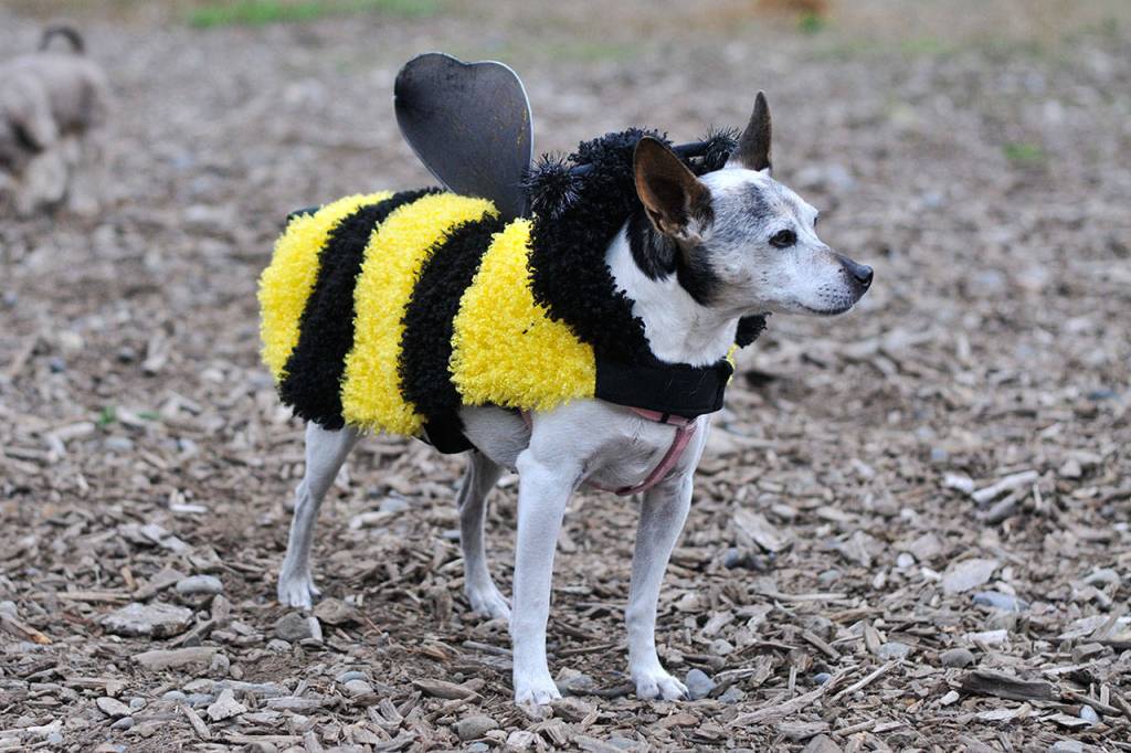 Bark in the Park | GALLERY
