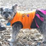 Bark in the Park | GALLERY