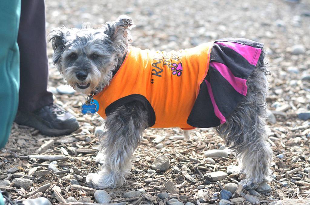 Bark in the Park | GALLERY