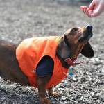 Bark in the Park | GALLERY