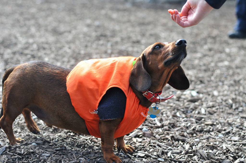 Bark in the Park | GALLERY
