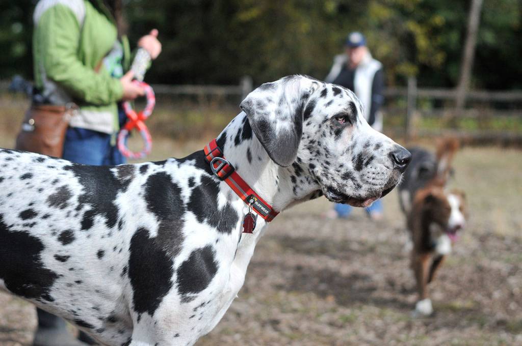 Bark in the Park | GALLERY