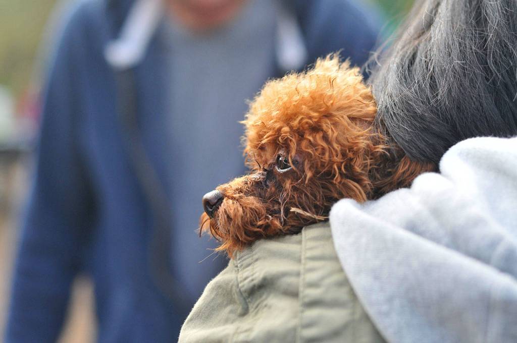 Bark in the Park | GALLERY