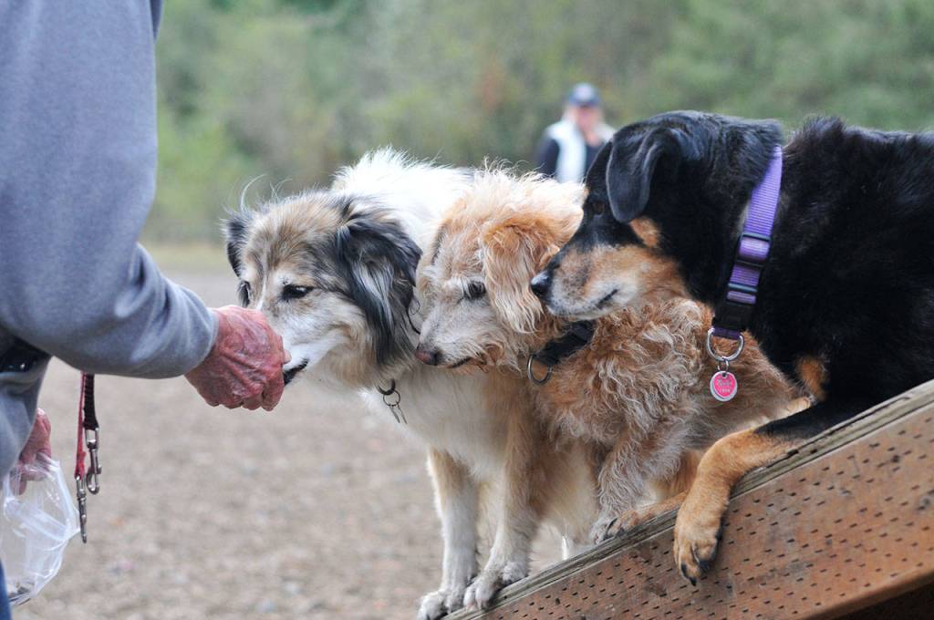 Bark in the Park | GALLERY