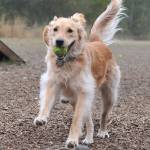 Bark in the Park | GALLERY