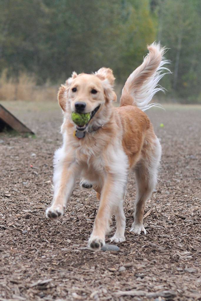 Bark in the Park | GALLERY