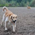 Bark in the Park | GALLERY