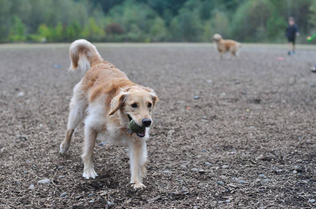 Bark in the Park | GALLERY