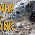 Bark in the Park | GALLERY