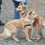 Bark in the Park | GALLERY