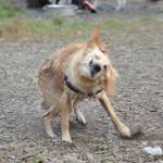 Bark in the Park | GALLERY