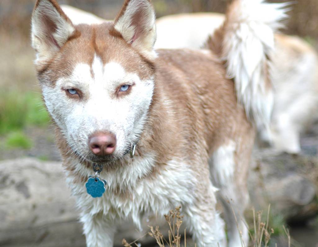 Bark in the Park | GALLERY