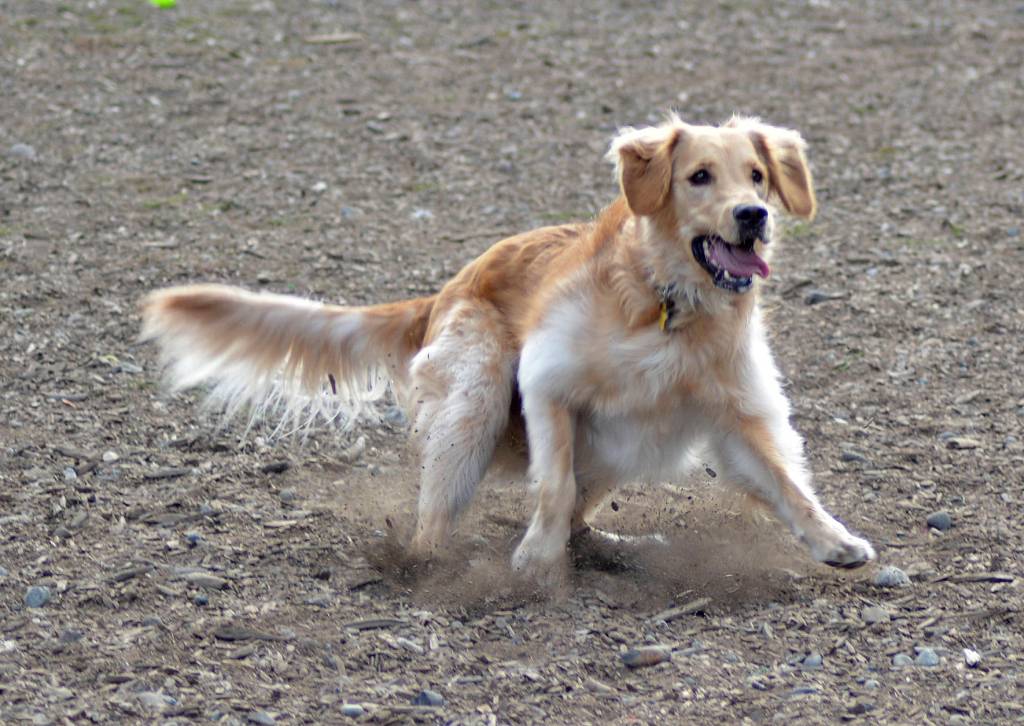 Bark in the Park | GALLERY