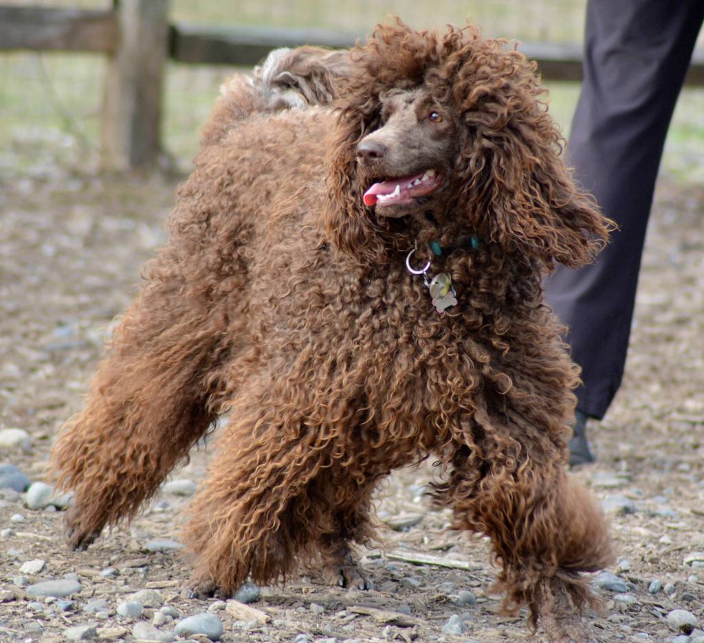 Bark in the Park | GALLERY
