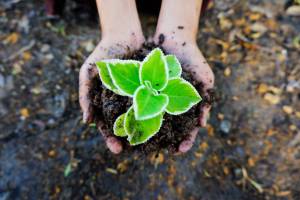Free class on soil and plants scheduled for Feb. 10