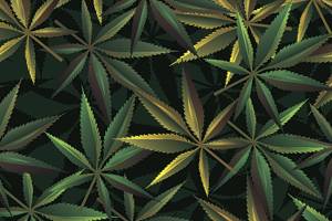 Appeals court agrees with AG opinion on local marijuana bans