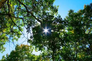 Weather whiplash and protecting newly-planted trees