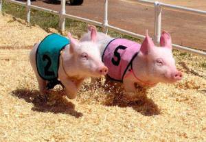 Photo submitted from previous Fair