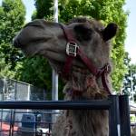 Three days of River Days fun