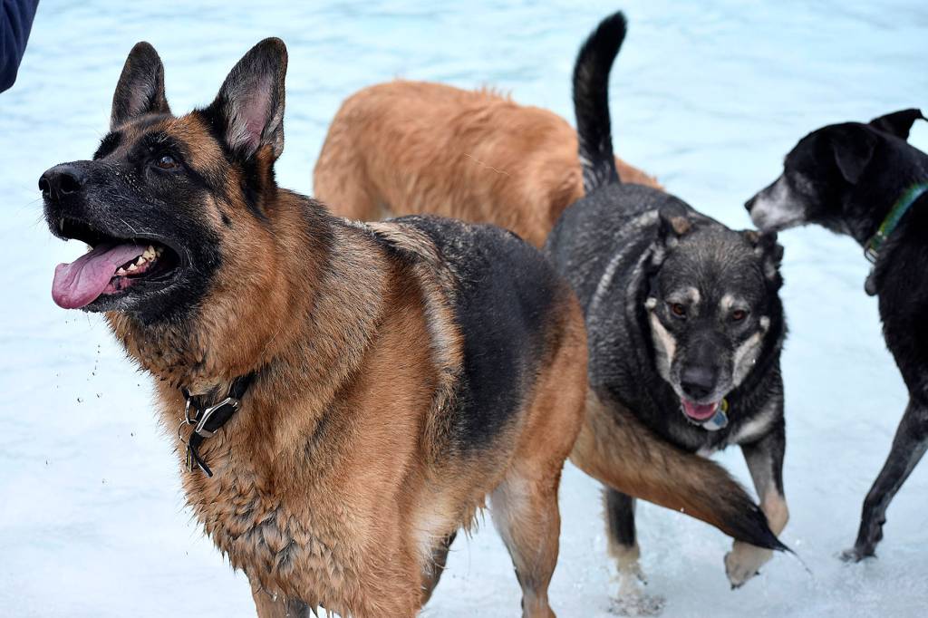 Photo gallery: Pooches have a splashin’ good time