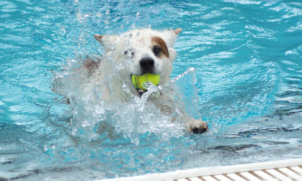 Photo gallery: Pooches have a splashin’ good time
