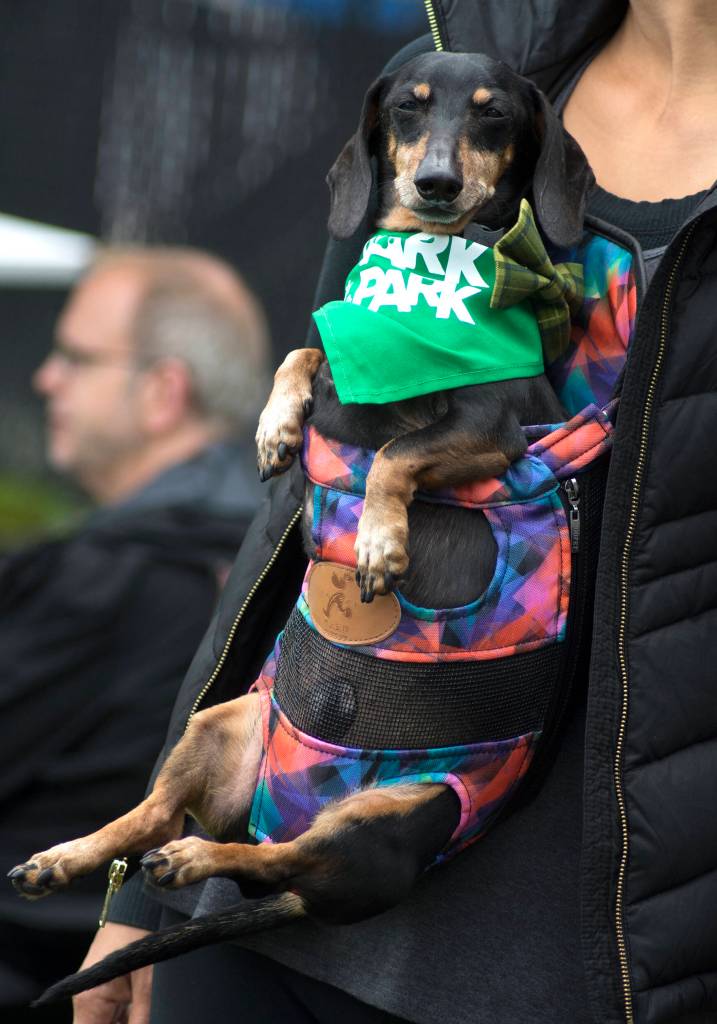 Photo gallery: Pooches have a splashin’ good time