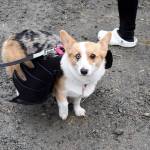 Etta in her battiest costume for the Doggy Costume Contest.